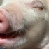 猪的睡眠质量