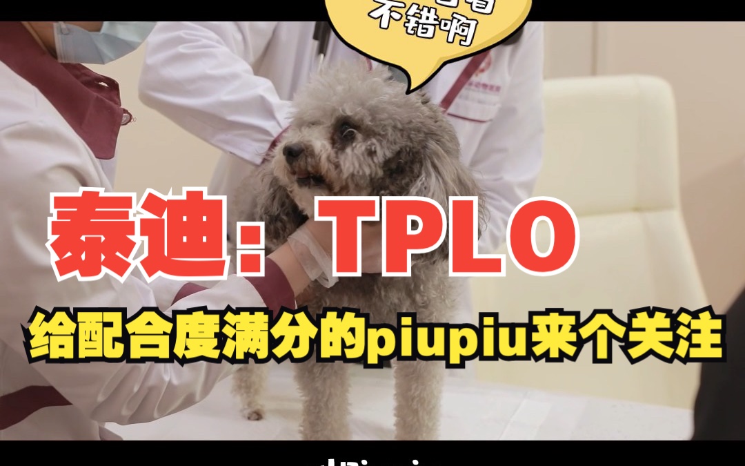 泰迪：TPLO；给配合度满分的piupiu来个关注#宠爱国际动物医院#它的宠爱日记#宠物医生