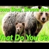 Brown, Bear, Brown Bear, What Do You See?