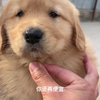 金毛在狗市多少钱能买到