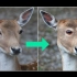 为什么动物的眼睛都长在两侧？