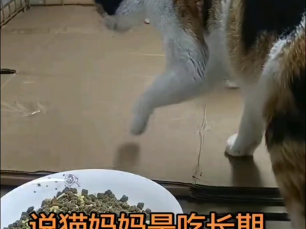 猫妈妈一直护食怎么解决？小猫都快吓傻了