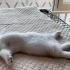 挑战一下猫咪奇葩睡姿吧？反正我是第一次见这种睡姿，哈哈哈