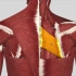 【每日一肌】菱形肌——肩胛骨内侧痛的重要原因，还引起背痛发沉如负重！