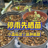 出太阳了第一时间晒晒苗，小番茄推一这个品种，太甜了