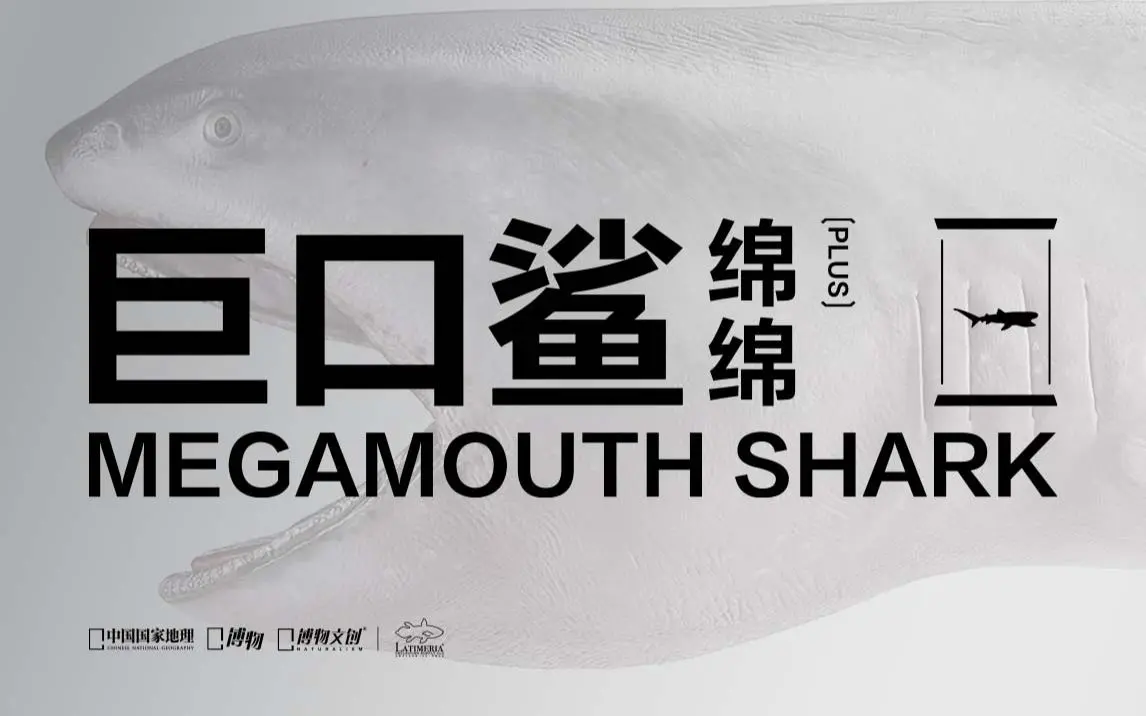 中国发现的全世界被记录的最小雌性巨口鲨绵绵。