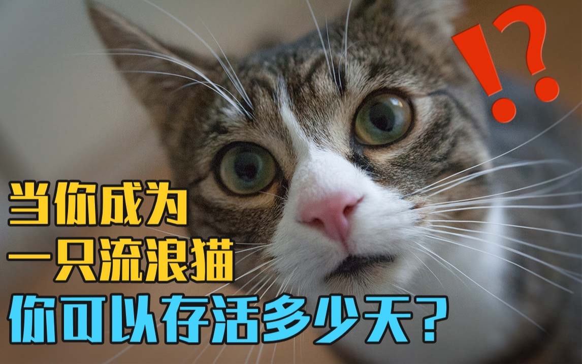 互动视频丨生存大挑战！当你变成一只流浪猫你可以存活多久呢？丨「噢啦回收」动物系列
