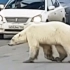 痛心！北极熊流浪数百公里到城市觅食 疲惫虚弱翻垃圾堆