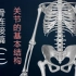 骨连结（二）关节的基本结构