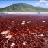 世界上真实存在的冥河，湖水血红色，活物靠近就会变成石头！