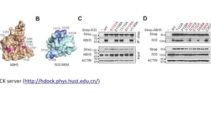 20230627-美国佛罗里达大学于方-m6A RNA甲基化及其在肿瘤发生中的作用
