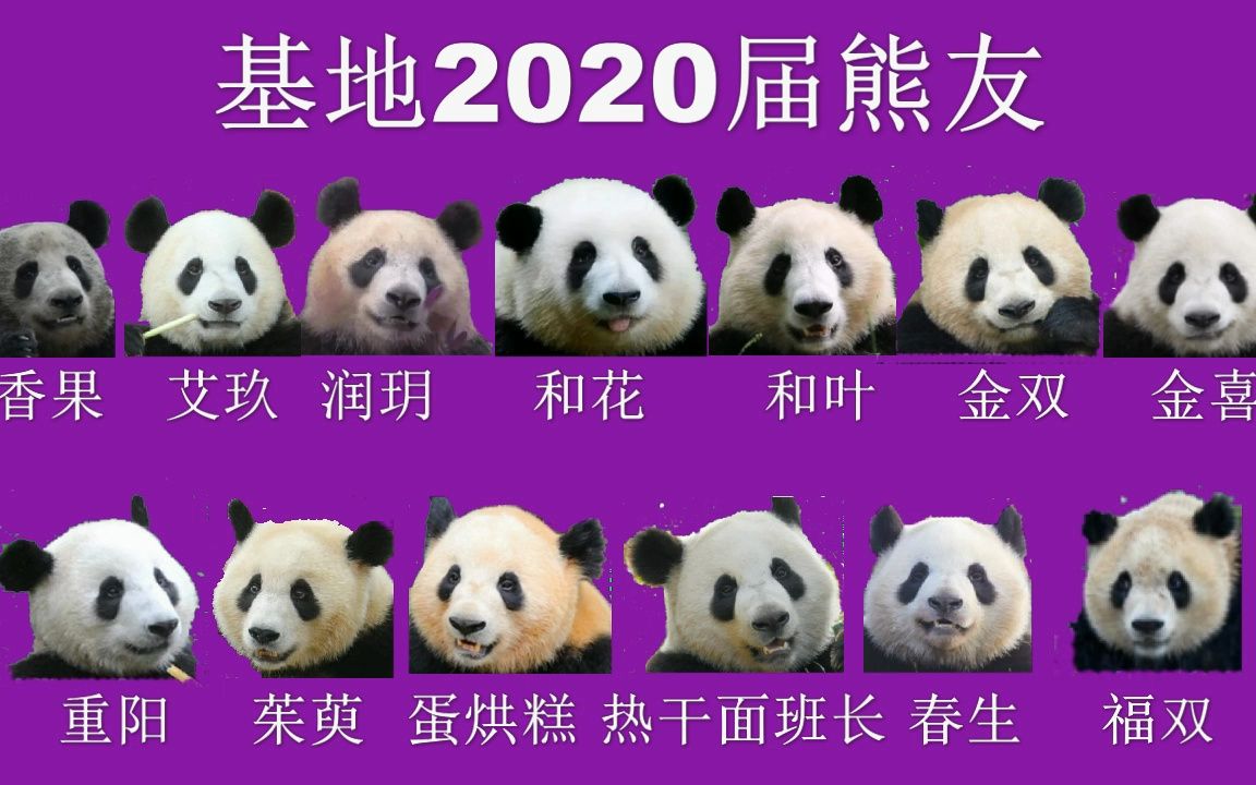 2019-21熊猫政治局领导班子（成都基地）