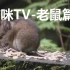 【猫咪TV-老鼠篇2】猫咪喜欢看的视频，看到老鼠就有种想上去抓的冲动