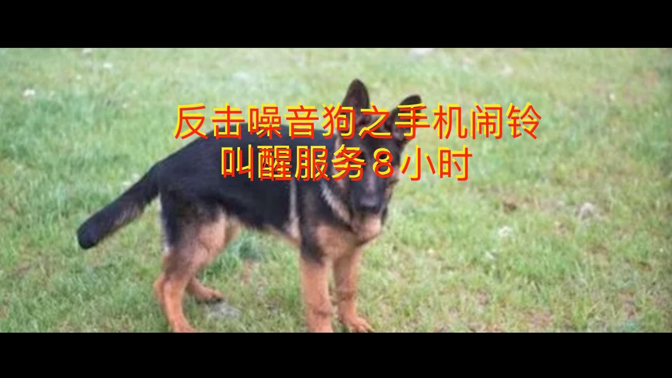 反击噪音狗之手机闹铃叫醒服务8小时_每50分钟响一次