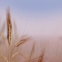 小麦动态丰收麦子高清视频背景素材