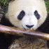 2010级熊猫宝宝-阿宝