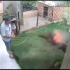 巴西一男子为了把自家草坪上的蚂蚁窝一锅端掉，似乎选择了先往里面喷杀虫剂然后再用火柴点燃的方法……效果简直拔群！