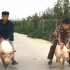 【快乐源泉】中国第一骑猪大队，不是很快，但是很帅，安排！