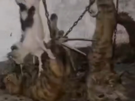 （带劲）哈基米互爱之铁索连环