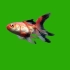 视频素材 ▏k975 4K画质金鱼游动动画特效蓝屏绿屏抠像绿幕背景视频制作后期合成叠加动态视频素材