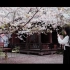 bmpcc6k樱花短片拍摄——《老地方》