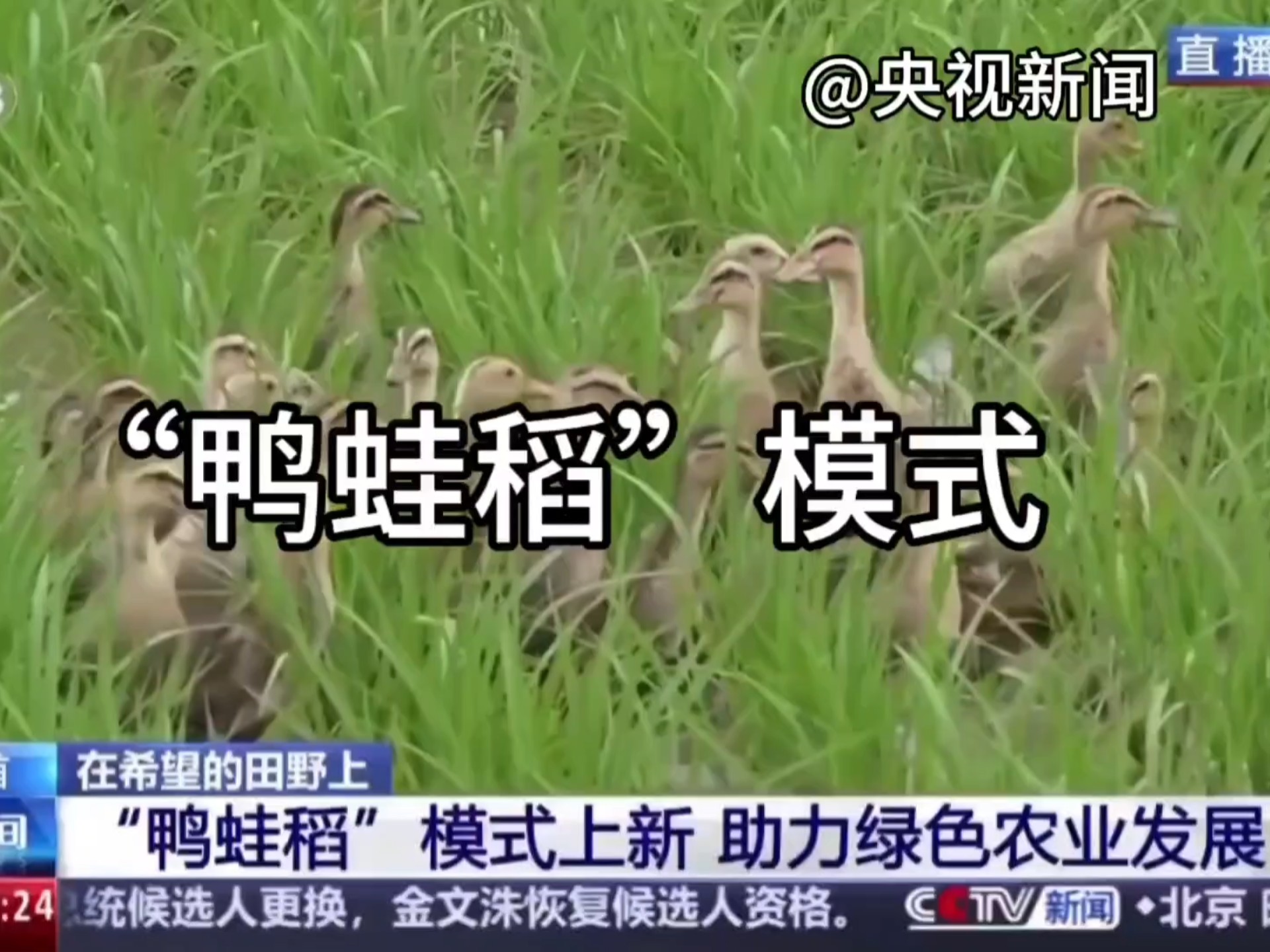 地理农业热点‖“鸭蛙稻”模式➕智能育种