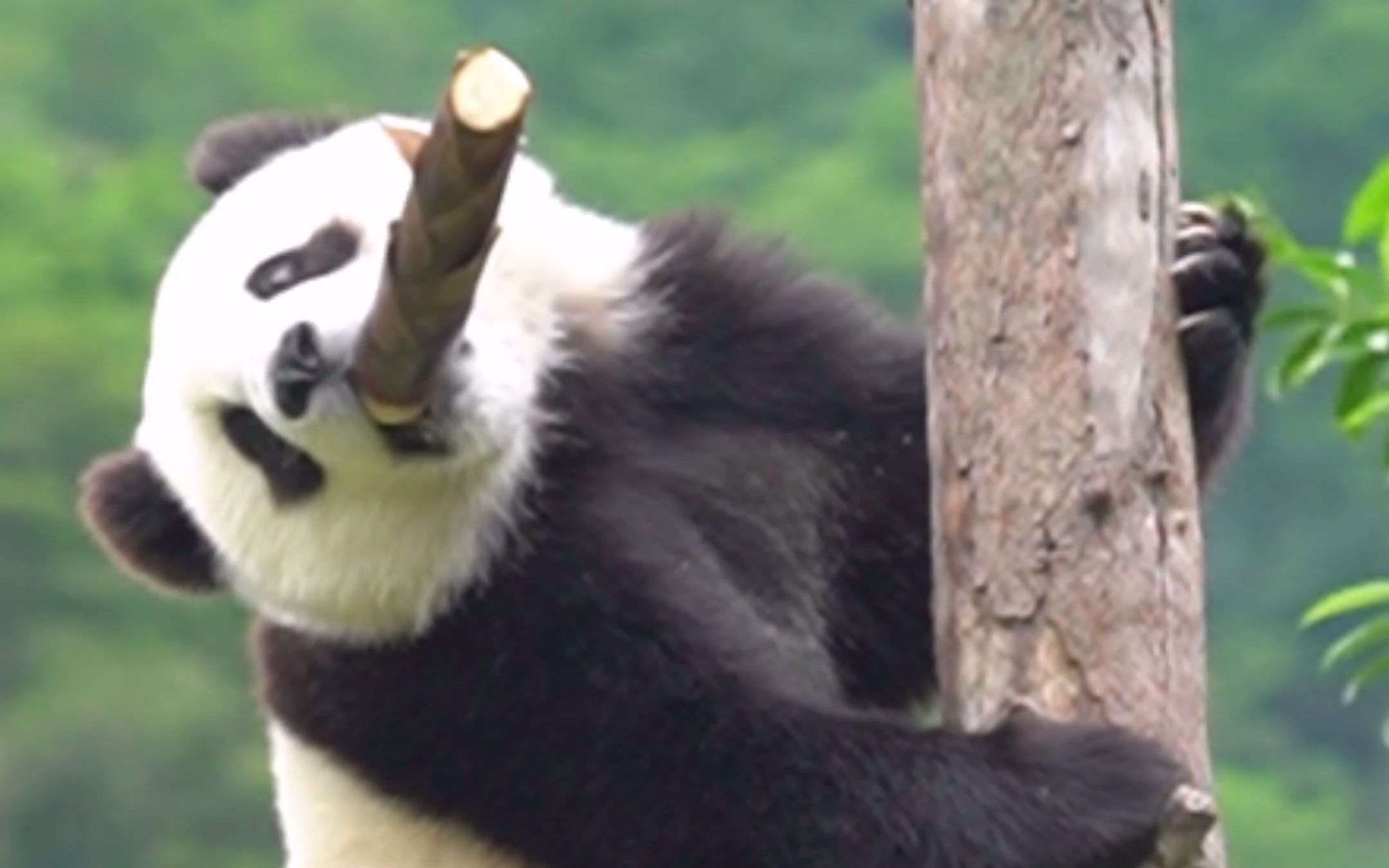 四海不是一只简单的熊猫！带上笋笋上树吃~