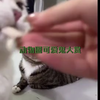 动物圈可爱鬼大赏:8委屈巴巴的小猫洗完澡更加委屈了霍曼宠物烘干箱烘干松弛派暖暖享自在