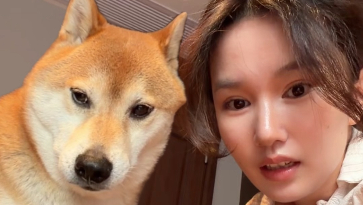 请永远不要相信柴犬。下集。