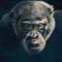 【纪录片】动物王朝 第一集:黑猩猩