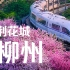 浪漫的紫荆，柳州的四月