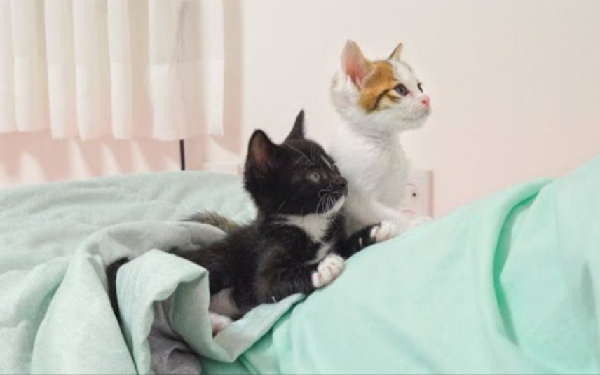 两只小猫想和爸爸睡觉时的可爱举动