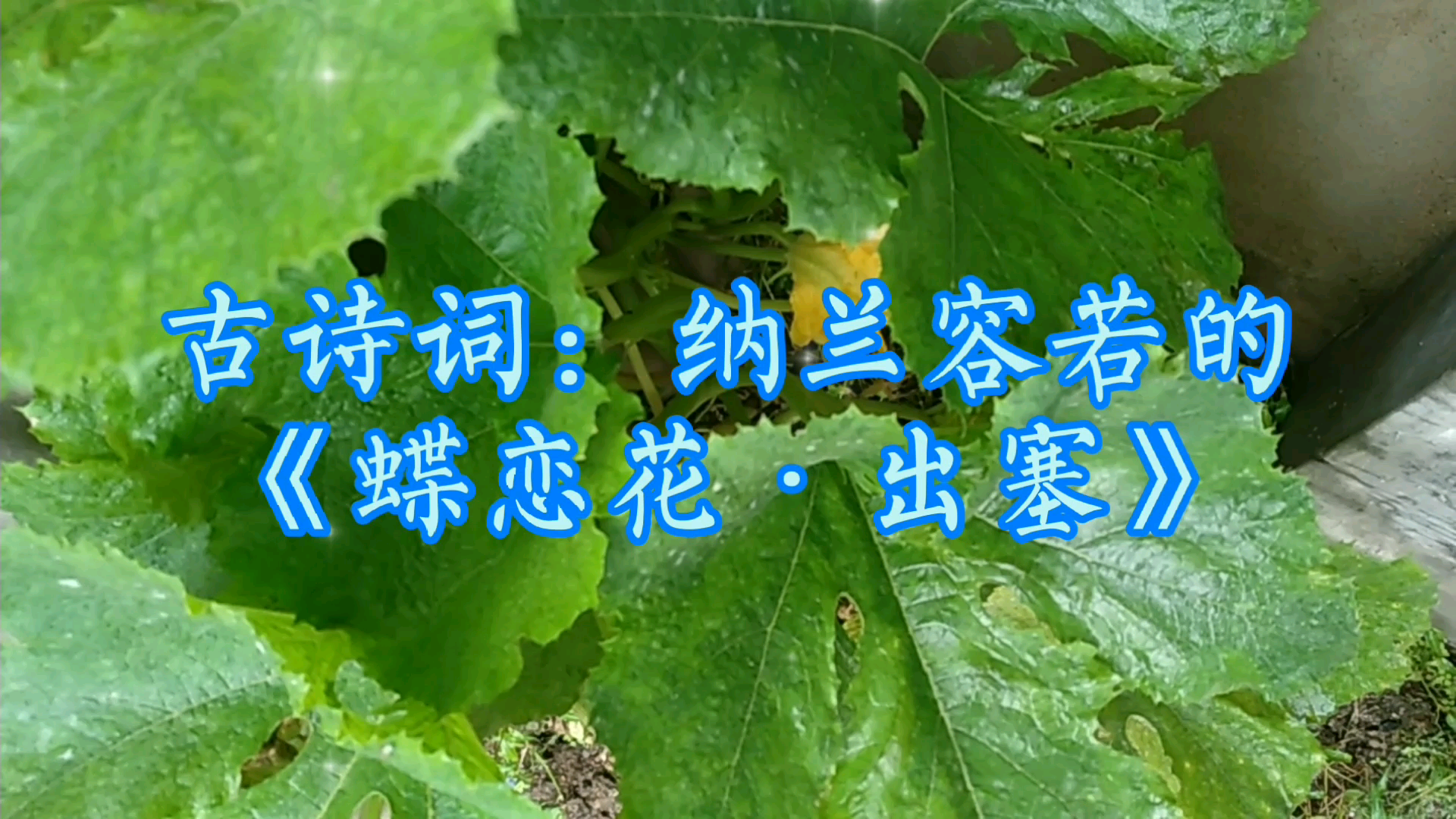 古诗词:纳兰容若的《蝶恋花出塞》