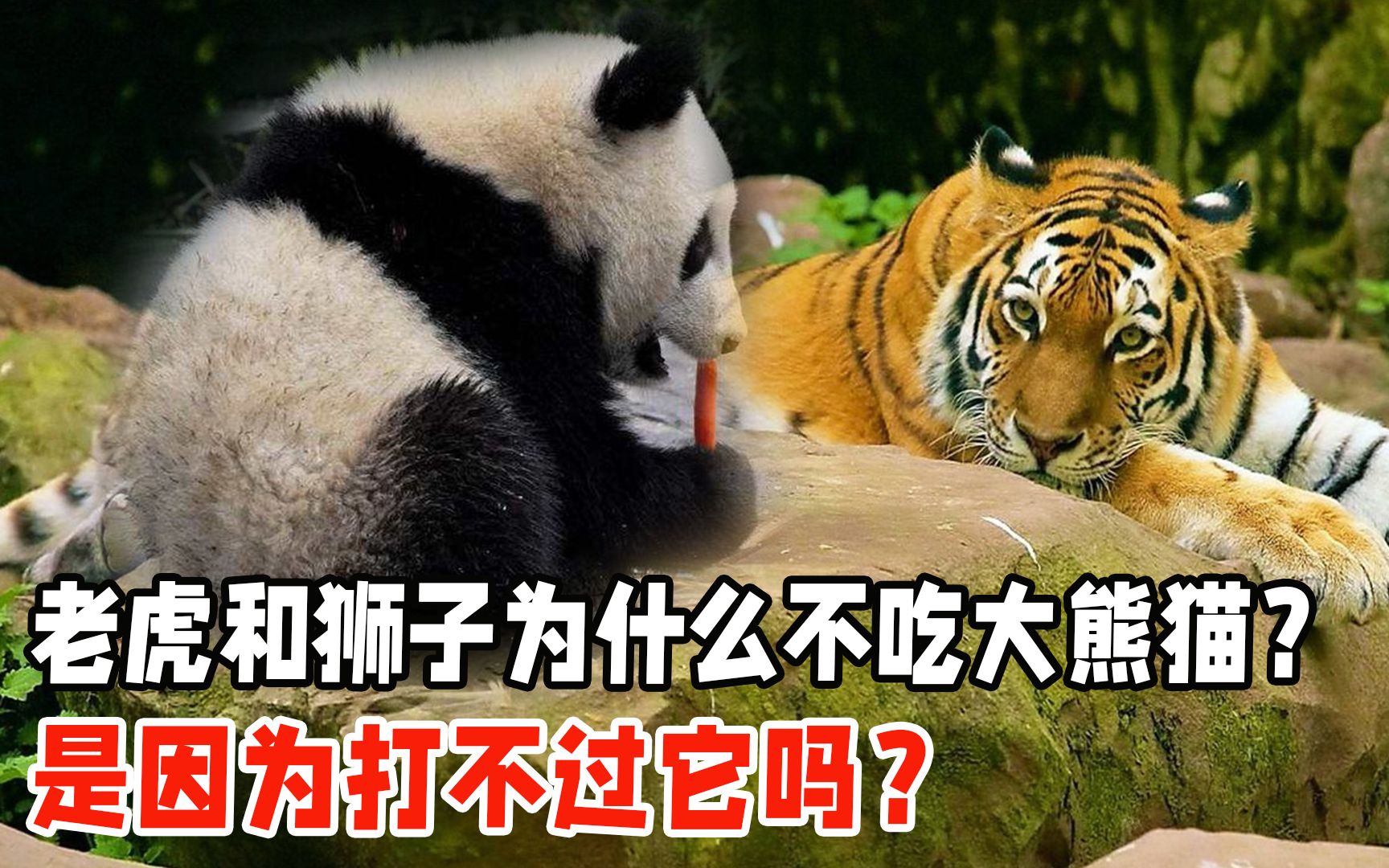 老虎和狮子为什么不吃大熊猫？是因为打不过它吗？