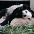 【大熊猫宝兰&宝新】没有“母子互殴”，只有“母慈子孝”