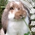 兔控福利！盘点26个兔子品种，萌萌哒！
