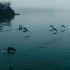 雨后的苏州金鸡湖畔，一群游弋的飞鸟打破了湖面的平静