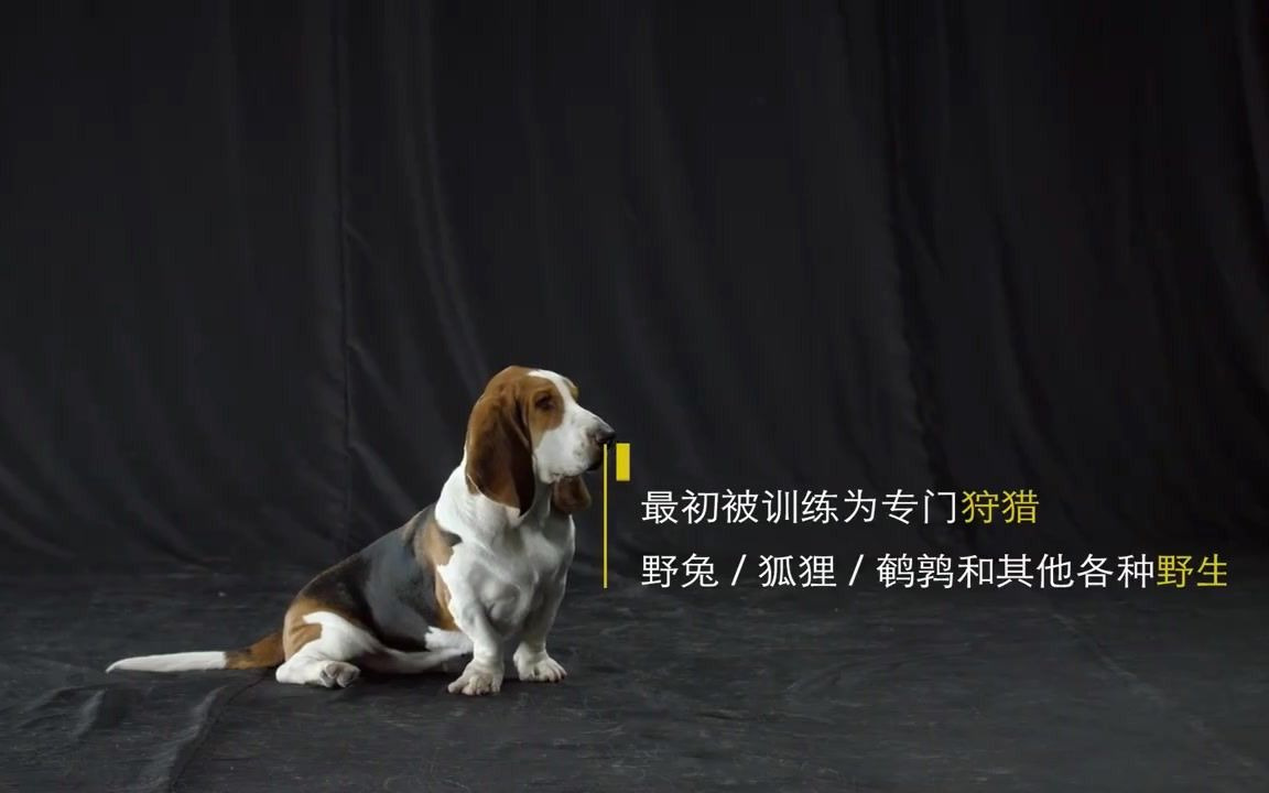 大嗓门大胃口大力气的小矮子 _ 巴吉度猎犬