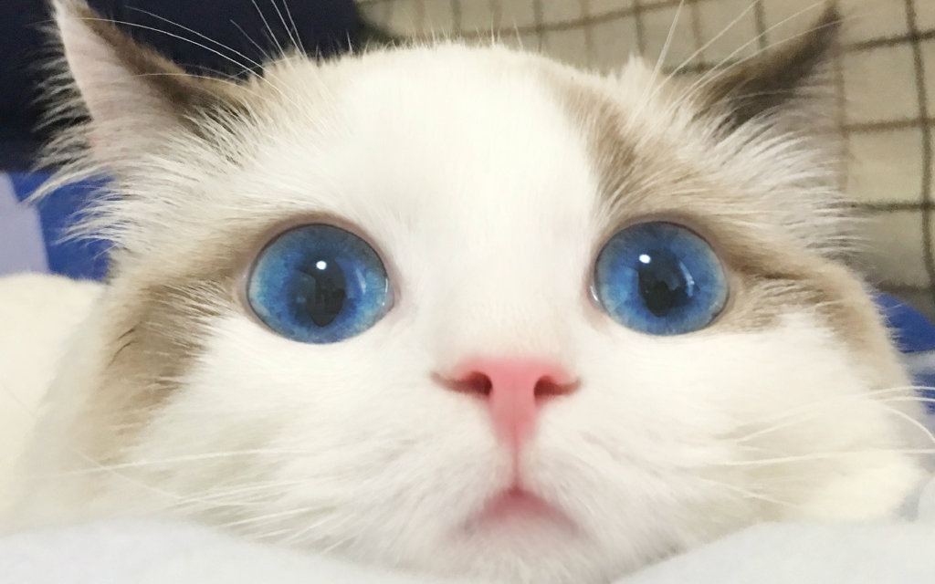 郭斯特小狐狸镇楼图片|郭斯特家的小狐狸_活捉