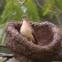 【记录片】第一次完整地看到一只鸟儿筑巢、喂食的全过程，高清画质，动物世界