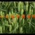 小麦种植技术视频（小麦种植收益）高产小麦栽培技术