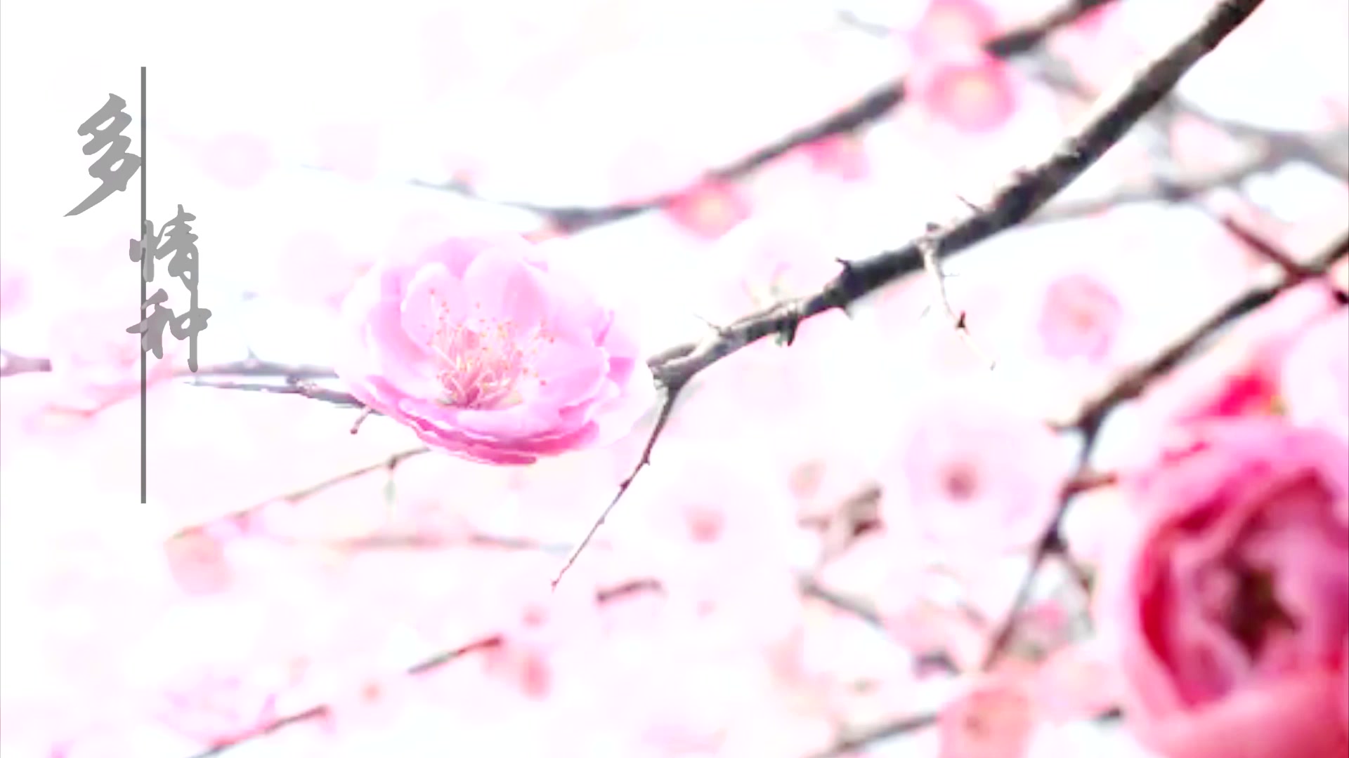 多情种