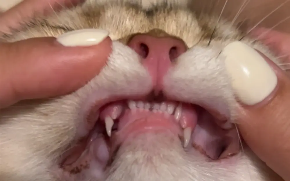 小猫咪掉牙齿啦！
