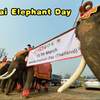 新人教版英语七下Unit1 Animal Friends SectionB 1a-2b读写课文化导入视频，Thai Elephant Day