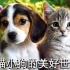 【WEB 中字】小猫小狗的美好世界（全4集）