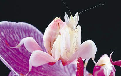 【螳螂】真-兰花螳螂开箱