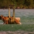 湖里出现怪物，人们用一头牛当诱饵，浮出水面那一刻太吓人了