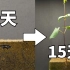 90秒看完豆子15天生长过程！从种子到成株延时摄影记录!