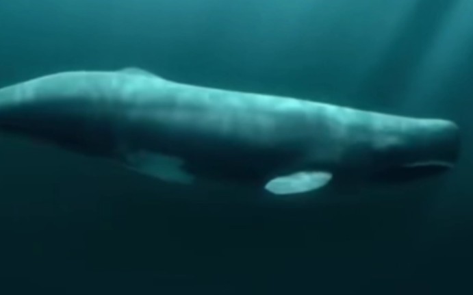 消失的巨兽：梅氏利维坦鲸。身长18.75米。体重74.5吨。梅氏利维坦鲸牙齿长度有35.82厘米。梅氏利维坦鲸的长度和巨齿鲨相当。梅氏利维坦鲸会捕食中小型须鲸。