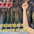 亚洲虎虾在外国泛滥成灾，一只长30公分，网友：你们不敢吃？